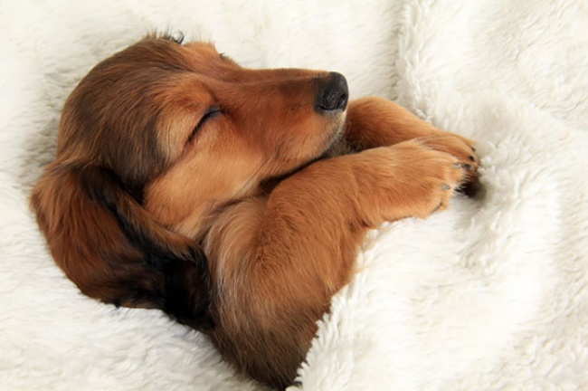 pet sitting service in nj